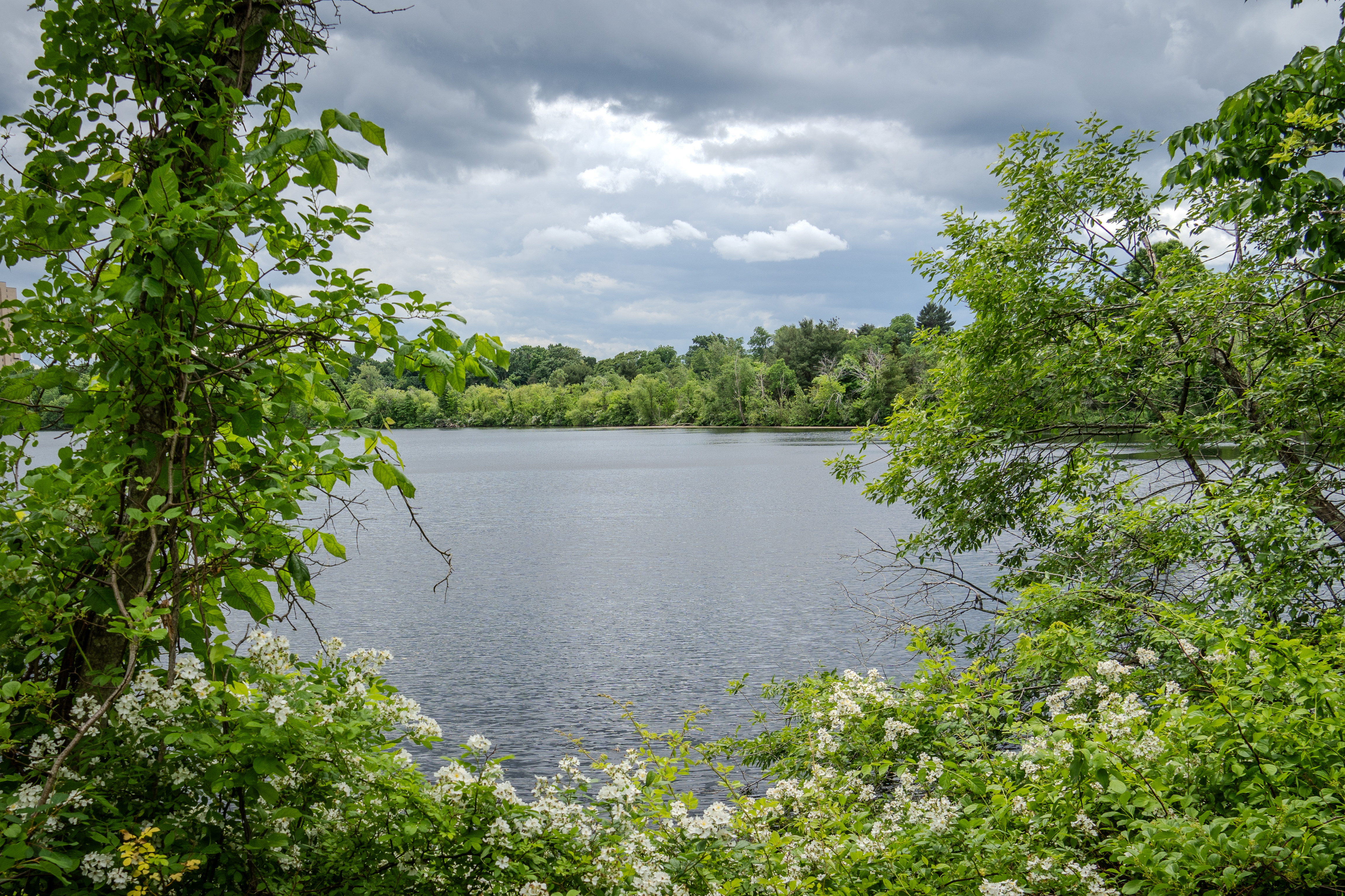 Fresh Pond Loop